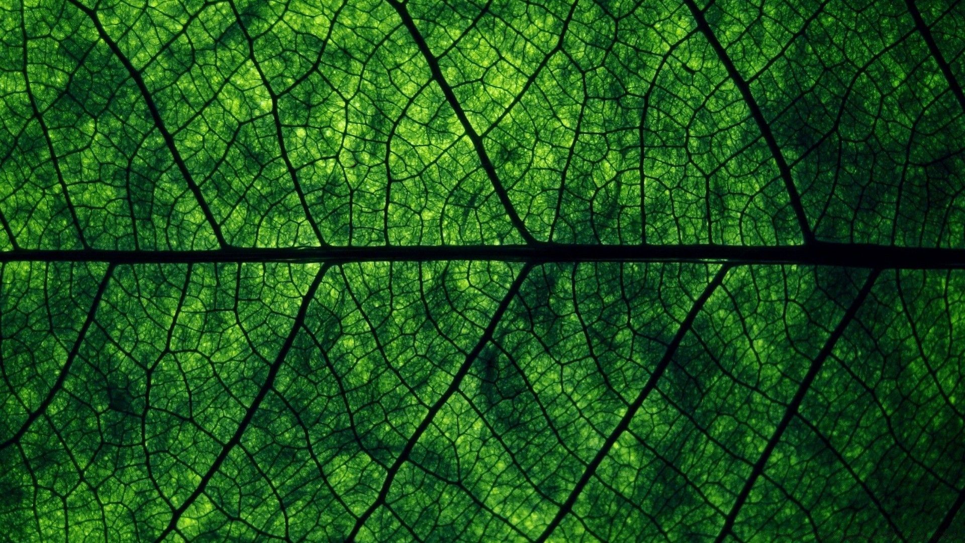 foglia verde con venature
